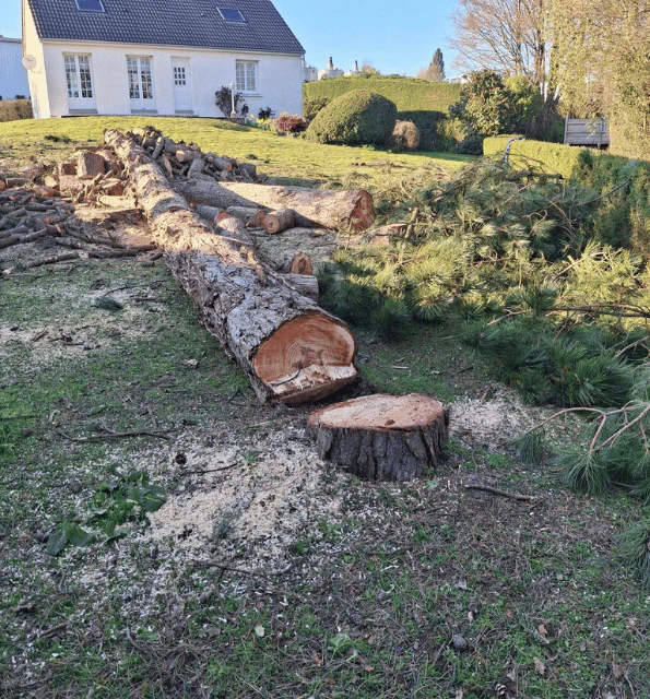 abattage arbre cherbourg