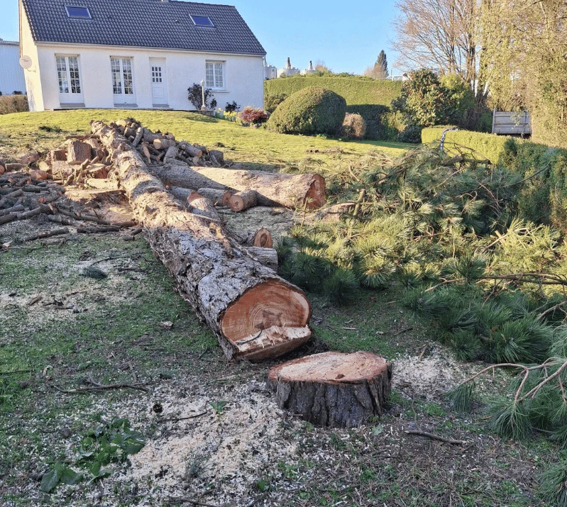 - Abattage et sécurisation d'un arbre par Créa'2L